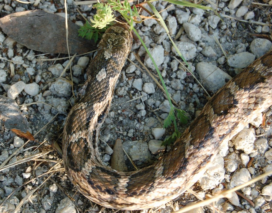 Elaphe quatuorlineata